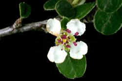 Cotoneaster sherriffii: Flower.
 Image: D. Glenny © Landcare Research 2017 CC BY 3.0 NZ